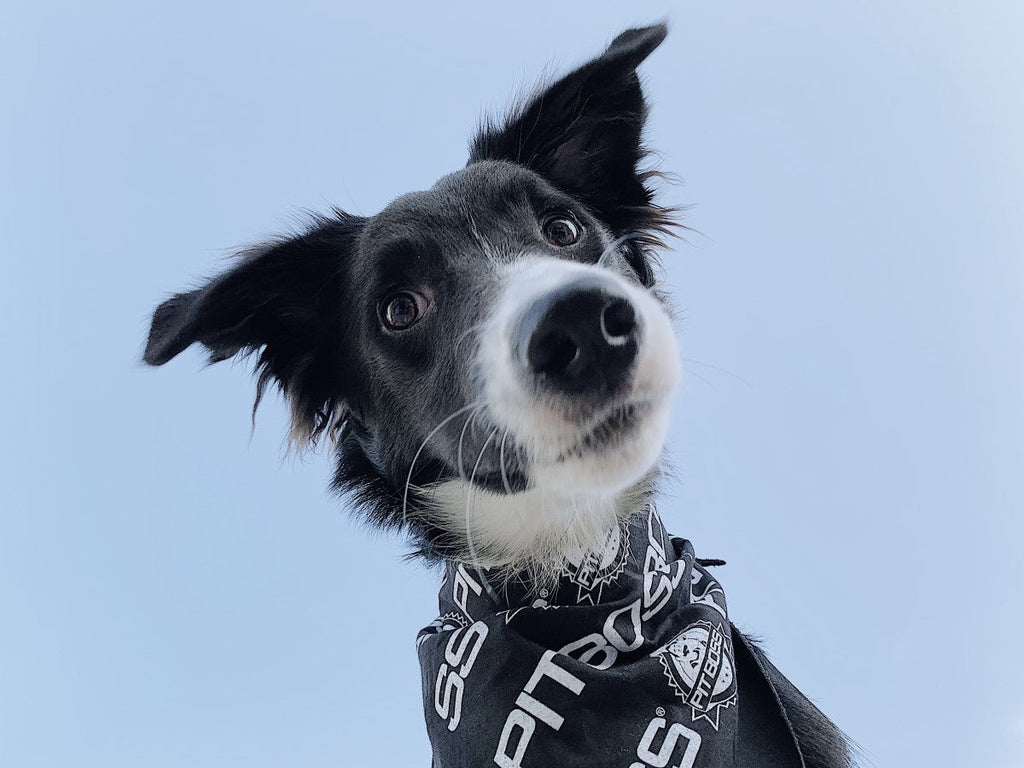 Black bandana with white text and logo worn by a dog.